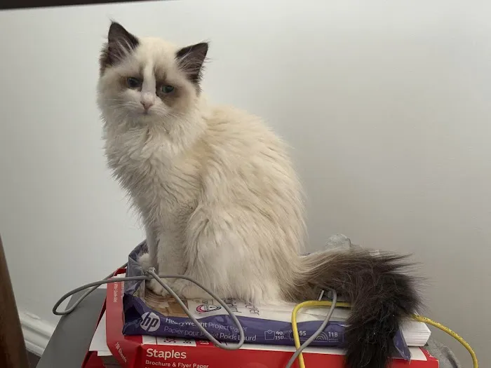 Lattencreme Ragdoll Cattery Picture 10