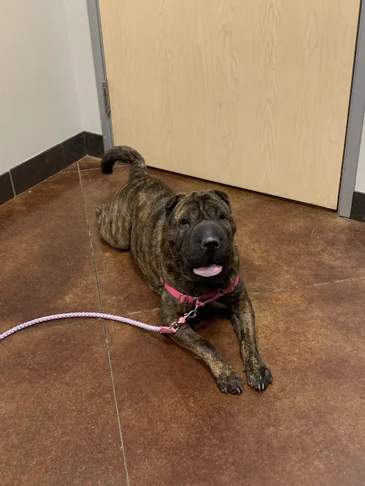 Coit North Veterinary Hospital Picture 6