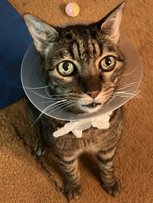 Double Oak Veterinary Medical Center Picture 1
