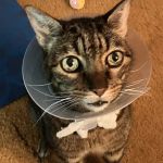 Double Oak Veterinary Medical Center