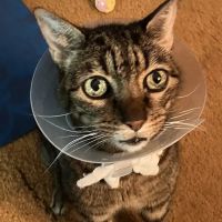Double Oak Veterinary Medical Center ico