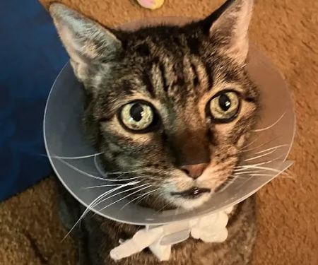 Double Oak Veterinary Medical Center