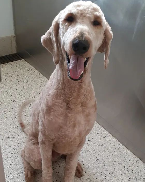 Double Oak Veterinary Medical Center Picture 3