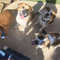 Coit Hedgcoxe Animal Hospital ico