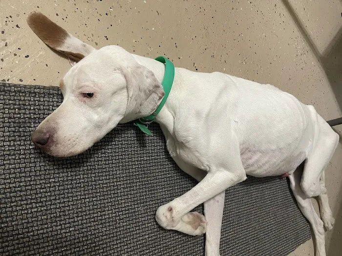 Thrive Pet Healthcare - Legacy Picture 6
