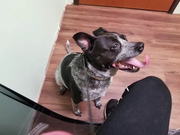 Eldorado Pet Hospital Picture 4