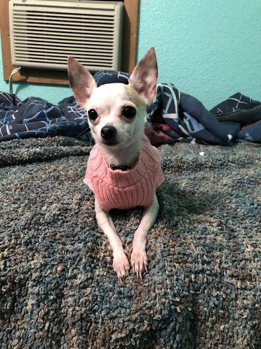 Eldorado Pet Hospital Picture 10