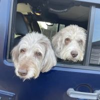 Blackstone Animal Hospital ico