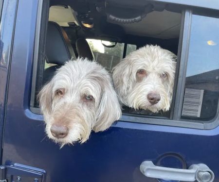 Blackstone Animal Hospital