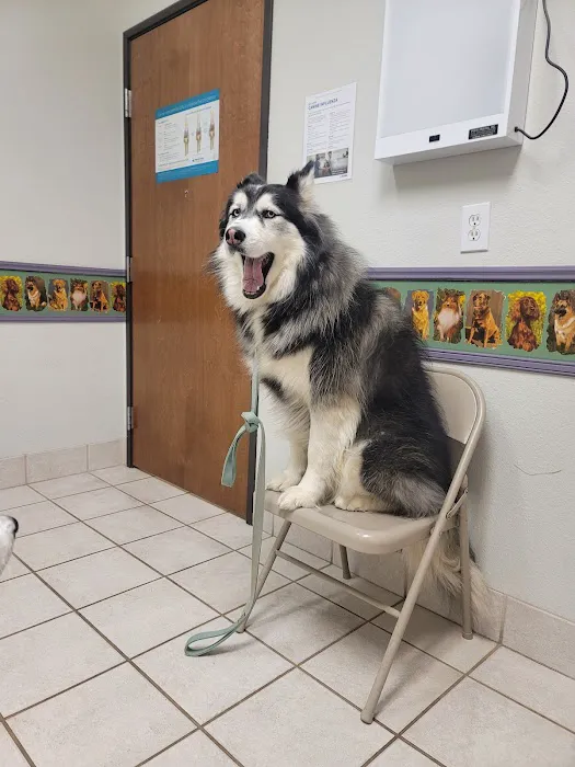 Plantation Pet Health Center Picture 3
