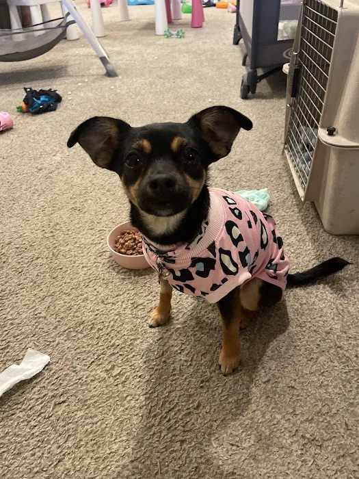 Frisco Vet Care Picture 3