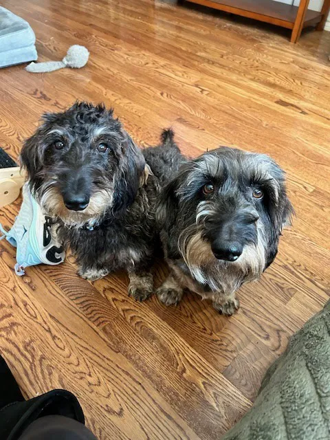 Frisco Vet Care Picture 8