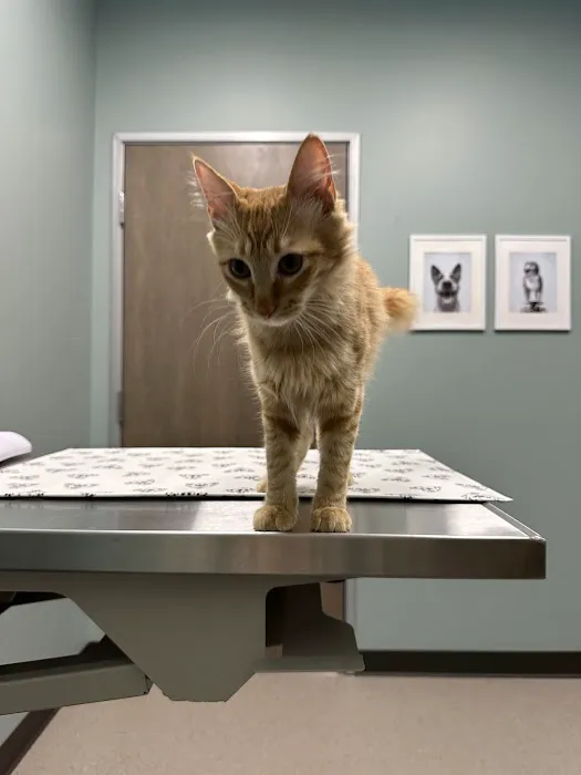 Frisco Vet Care Picture 6