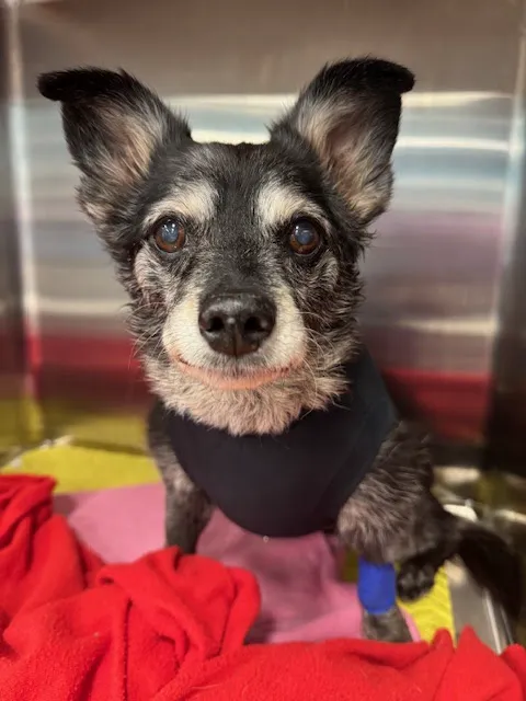 Frisco Vet Care Picture 10