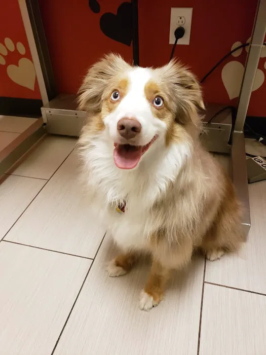 Vetco Total Care Animal Hospital Picture 4