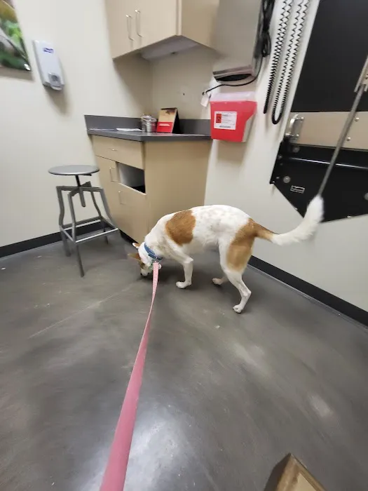 Vetco Total Care Animal Hospital Picture 3