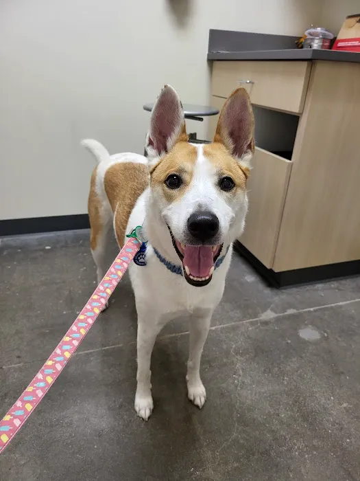 Vetco Total Care Animal Hospital Picture 5