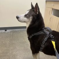 Vetco Total Care Animal Hospital ico