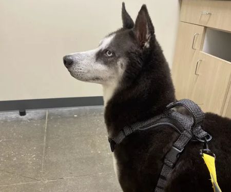 Vetco Total Care Animal Hospital