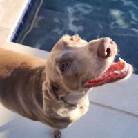 Family Pet Center ico