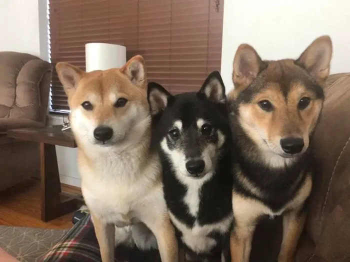 Family Pet Center Picture 8
