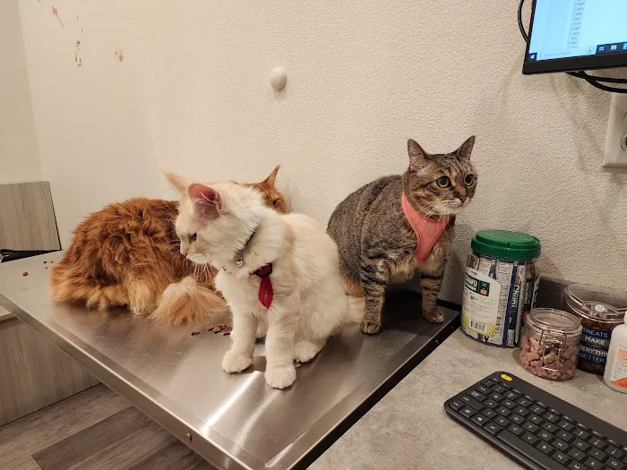 Panther Creek Animal Hospital Picture 10