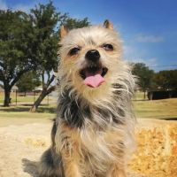 Animal Medical Center of Plano ico
