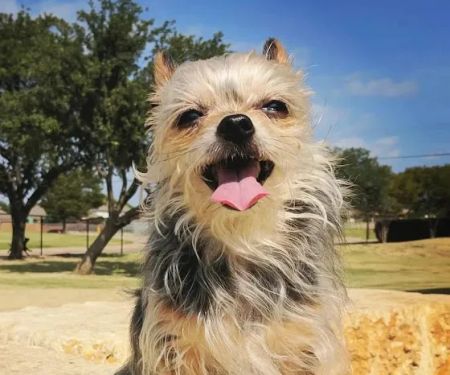 Animal Medical Center of Plano