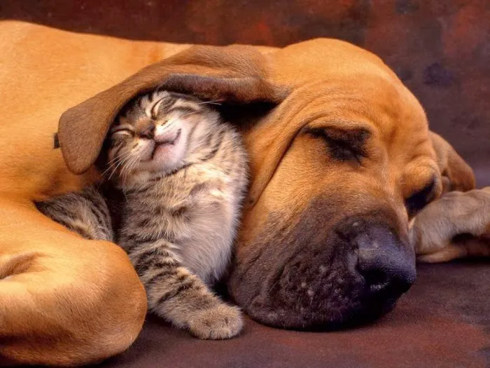 Animal Medical Center of Plano Picture 9