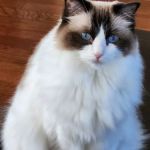 Advanced Veterinary Care of Plano
