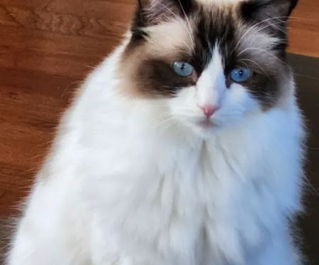Advanced Veterinary Care of Plano
