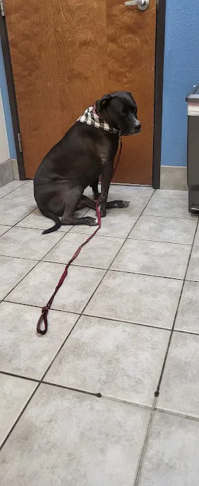 Advanced Veterinary Care of Plano Picture 4
