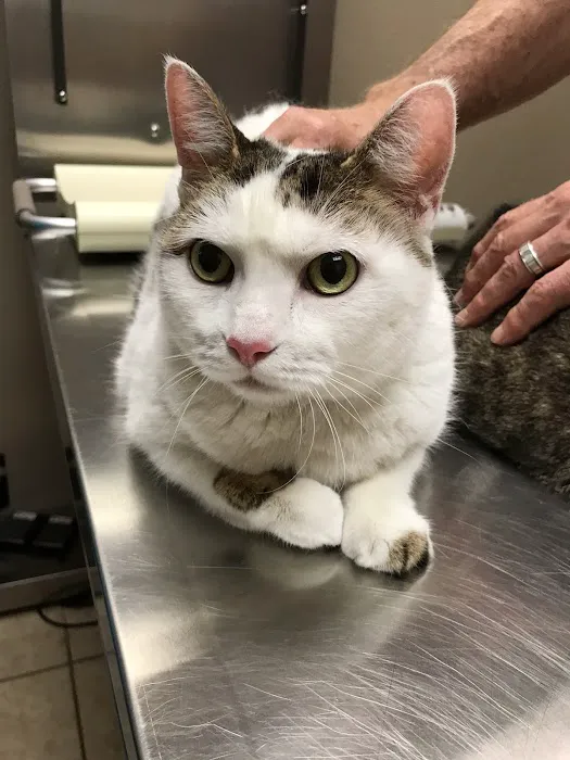 Advanced Veterinary Care of Plano Picture 7