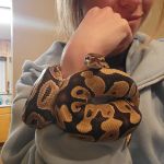 Ridglea West Animal Hospital