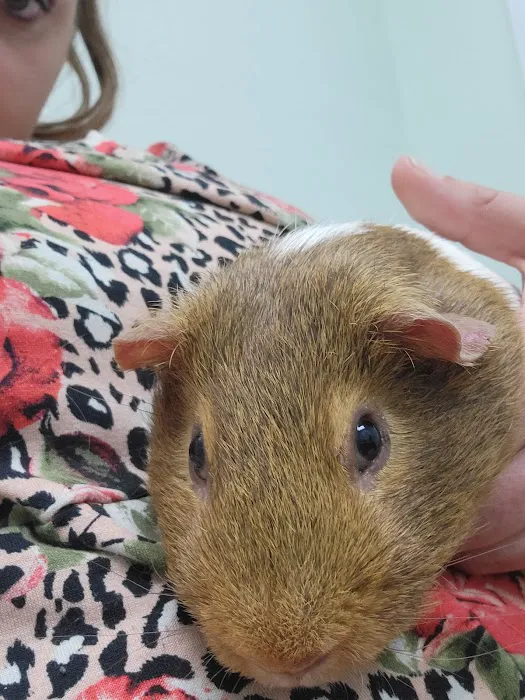 Ridglea West Animal Hospital Picture 6
