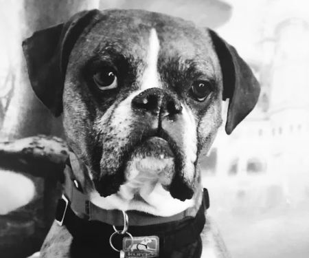 Harris Parkway Animal Hospital
