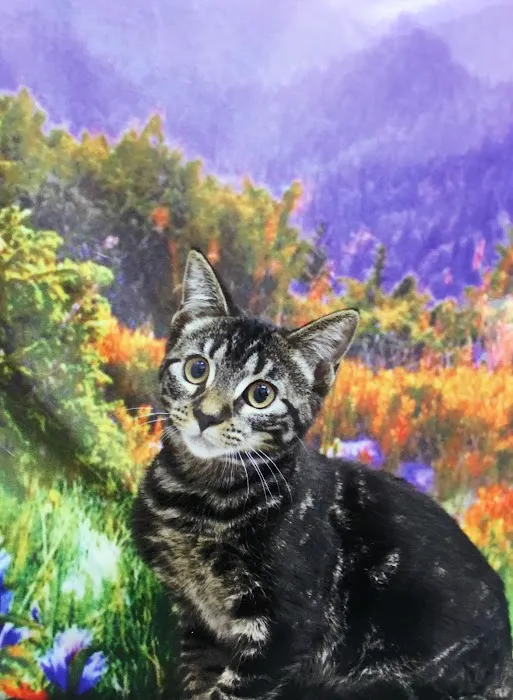 Harris Parkway Animal Hospital Picture 6