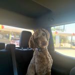Animal Doctors of North Texas
