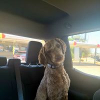 Animal Doctors of North Texas ico