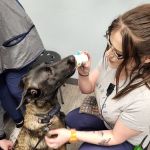 Summer Creek Animal Clinic