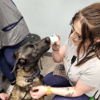 Summer Creek Animal Clinic ico