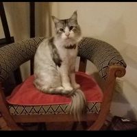 Crowley Road Animal Hospital ico