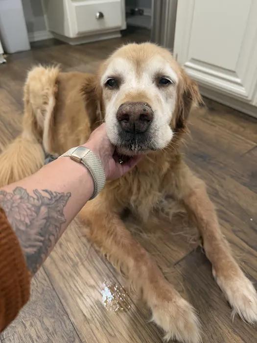 Town and Country Animal Hospital Picture 4
