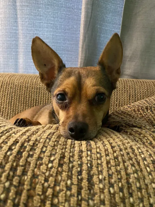 Town and Country Animal Hospital Picture 6