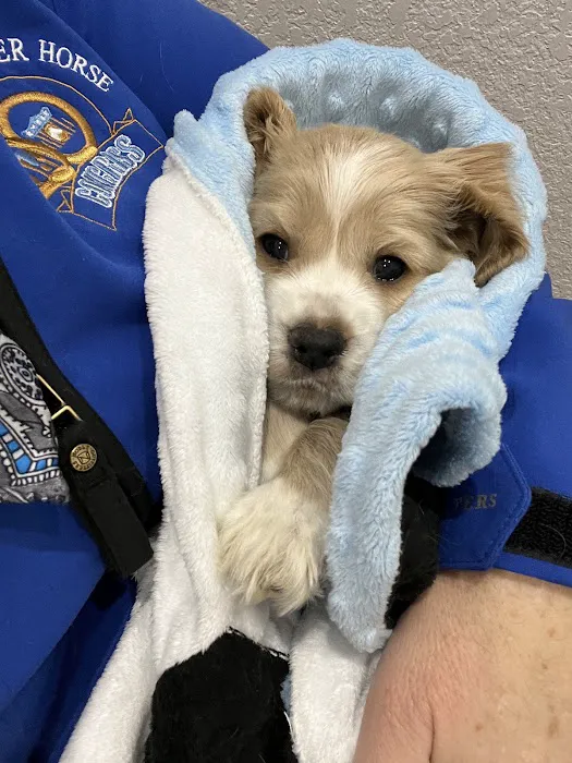 Town and Country Animal Hospital Picture 7