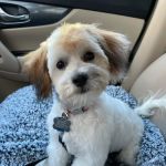 Sanger Animal Hospital