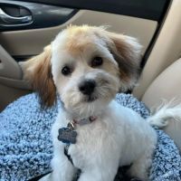 Sanger Animal Hospital ico