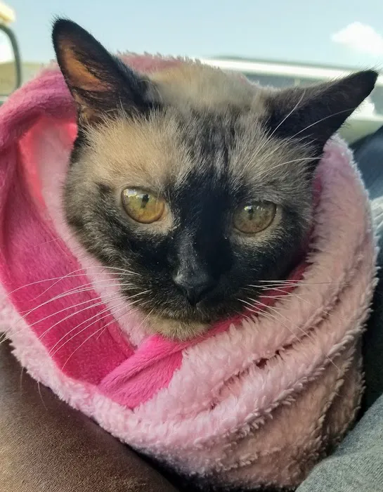 Paws & Claws Veterinary Clinic Picture 5