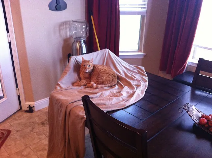 Paws & Claws Veterinary Clinic Picture 6