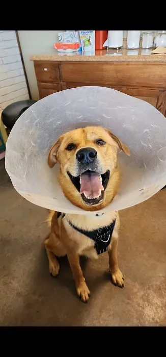 Thompson Veterinary Services Picture 3